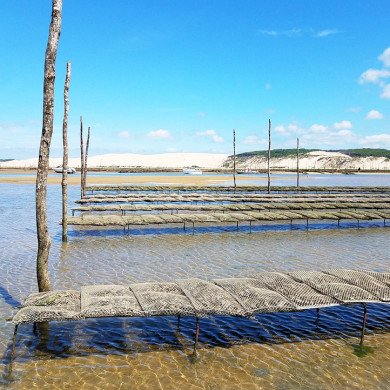 Parc ostréicole à marée basse à Hauteville-sur-Mer en Normandie