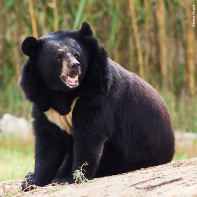 Ours noir asiatique assis en pleine nature