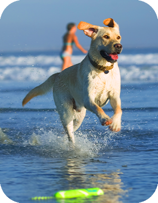 vacances avec son chien
